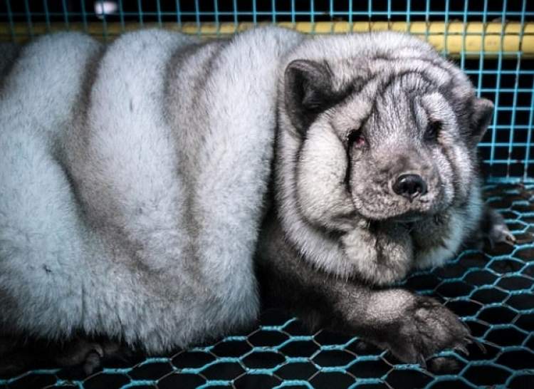 为狐狸被养成怪物而震惊 其实 宠物狐狸多半也被弃养 周到