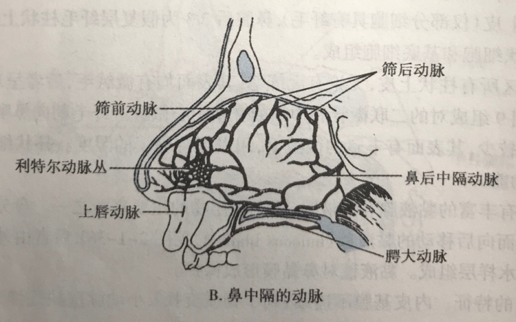 此处鼻腭动脉,筛前动脉,筛后动脉,上唇动脉和腭大动脉,在鼻中隔前下部