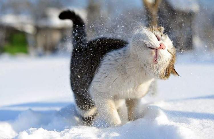 当宠物第一次见到大雪时,它们的表情让人感到暖心