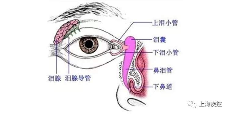 鼻泪管