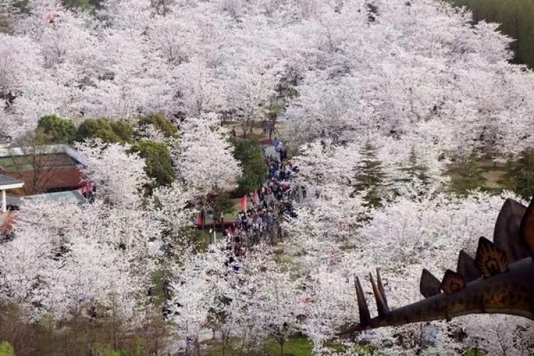 (资料图) 顾村公园的染井吉野盛开时的场景