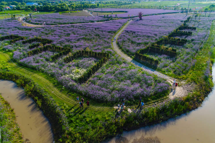崇明"海上花岛":不仅仅有花看,还能品花糕,住花园民宿