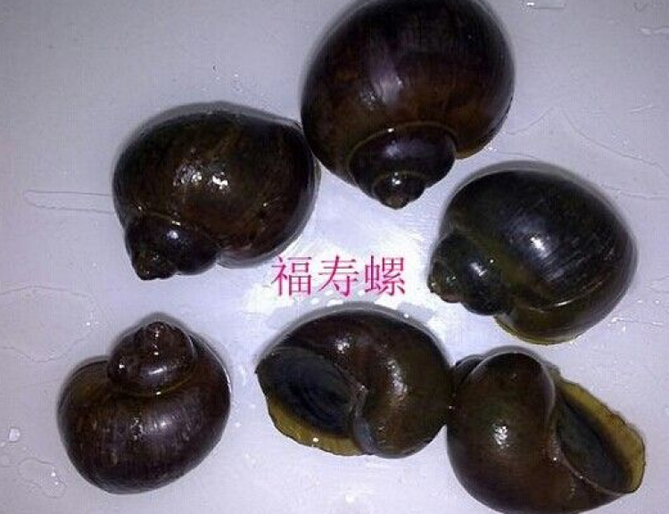 可在有福寿螺活动的水域近岸处临时插入草捆,树枝,木板等,待福寿螺