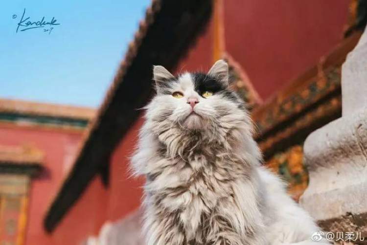 "故宫御猫"白点儿世界杯竞猜连中6场!新一代"预言帝"诞生?