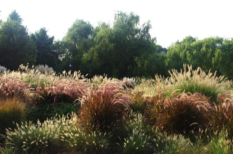 辰山植物园上百个观赏草品种竞相抽穗