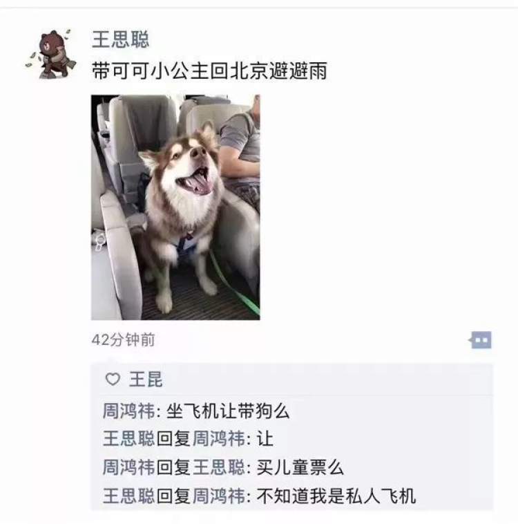 阿拉斯加犬还能陪着主人坐春运飞机 狗狗 我 证照 齐全 就能带主人飞呀 周到上海