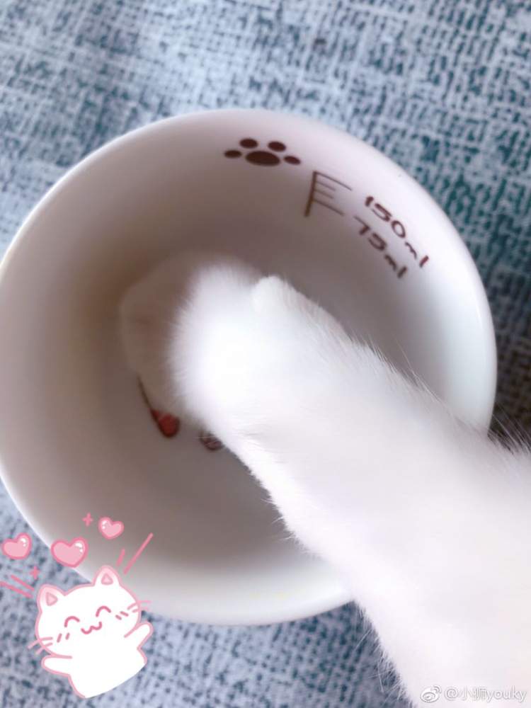 猫爪杯二次上线秒光!网友:有猫的人,不缺猫爪杯