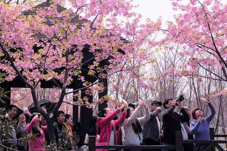 准备好迎接第一波浪漫樱花:河津樱本周盛开,辰山植物园800米樱花大道