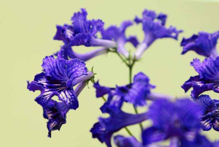 这种欧洲流行的蓝紫色花据说能用于园艺疗法 看了能使人平静 周到
