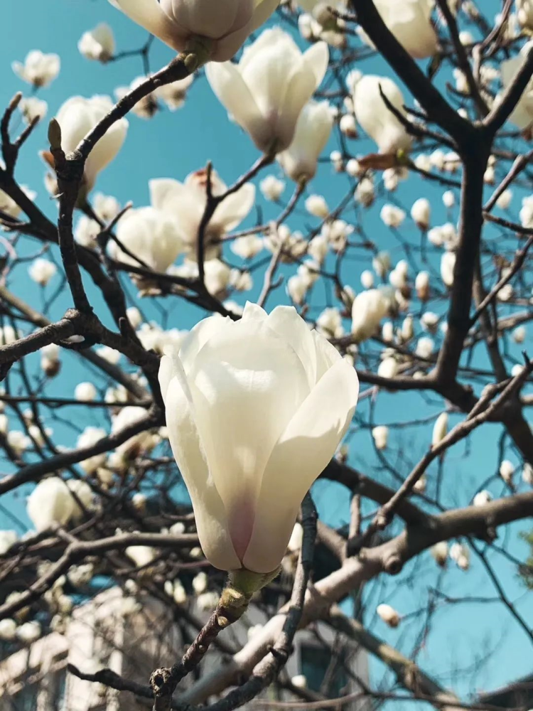 云赏白玉兰 afdef601d522da3ff106a0a64de51f13c31d3a5f.png!shoudaosh_img