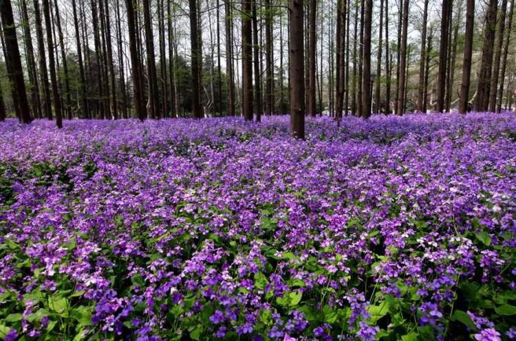 三星镇海棠苑种植了5500亩,10万株海棠,花开季节,漫步花海,满目旖旎