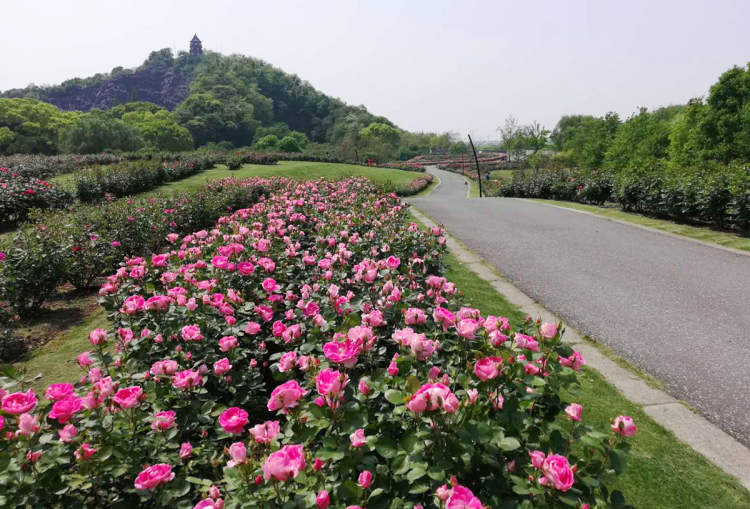 5月爱的季节 辰山植物园3 4万平方米 月季花海 倾情绽放 周到