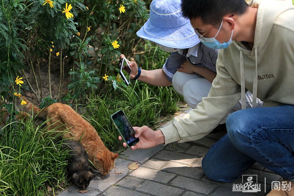 静安公园 猫妈妈与三只萌萌的小奶猫 晨镜头 周到