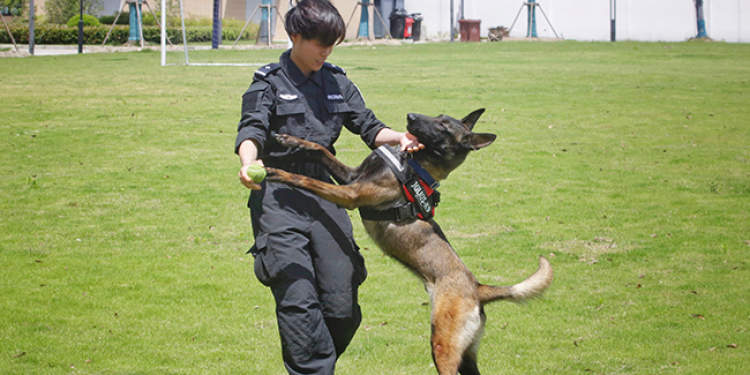 探营上海公安警犬基地反诈宣传战线第一犬是如何炼成的