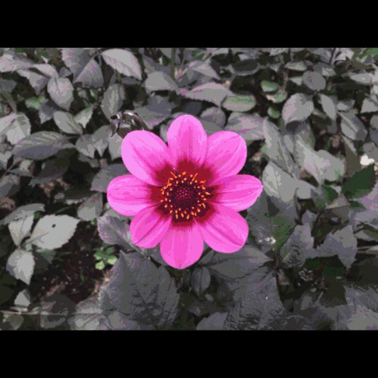 来认识一下墨西哥国花大丽花吧,上海植物园大丽花主题