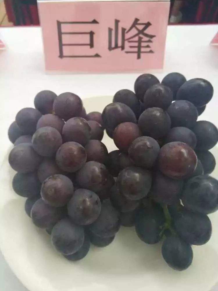 巨峰,黄玫瑰,早茉莉……区别在哪儿?去马陆吃了8种葡萄后