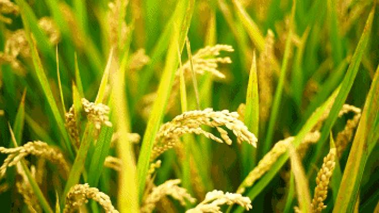 秋来早稻香，这个农民的大米种出了小时候的味道......