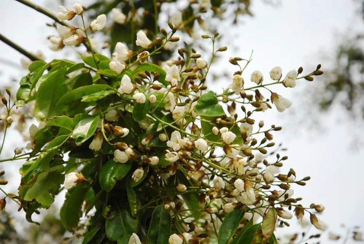 乡土植物 红豆生南国 此物最相思 周到上海