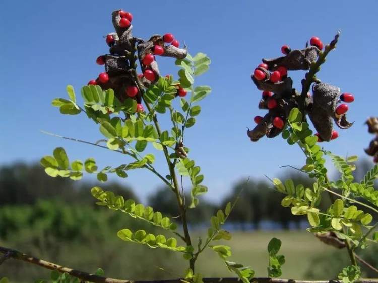 乡土植物 红豆生南国 此物最相思 周到上海