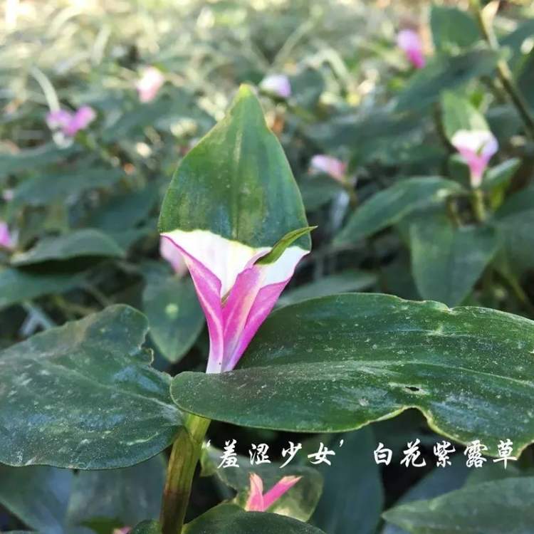 11月上旬有哪些小花小草开 上海植物园公布11月上旬花讯 看看不认识的都对上号了吗 周到