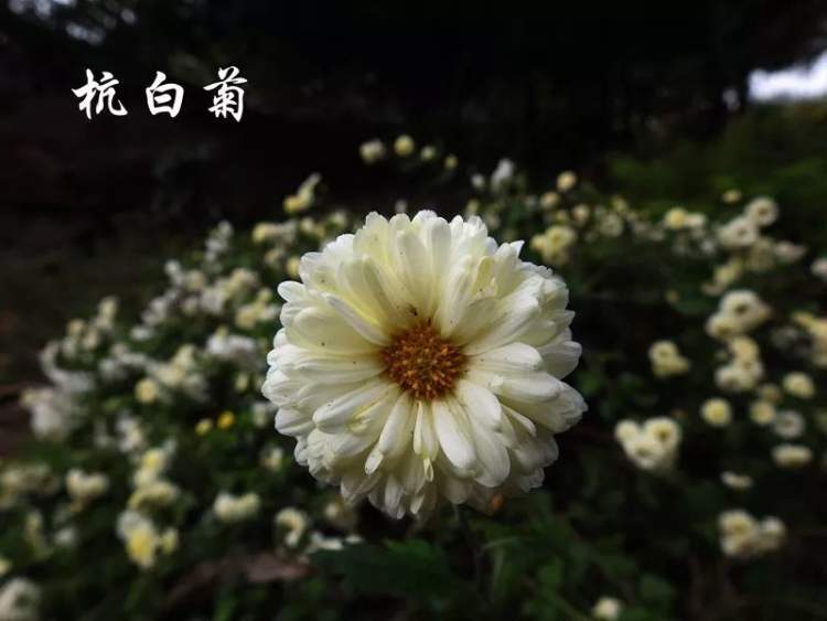 三角形;花黄色;头状花序,外围有舌状花,细长圆形,内部为管状花