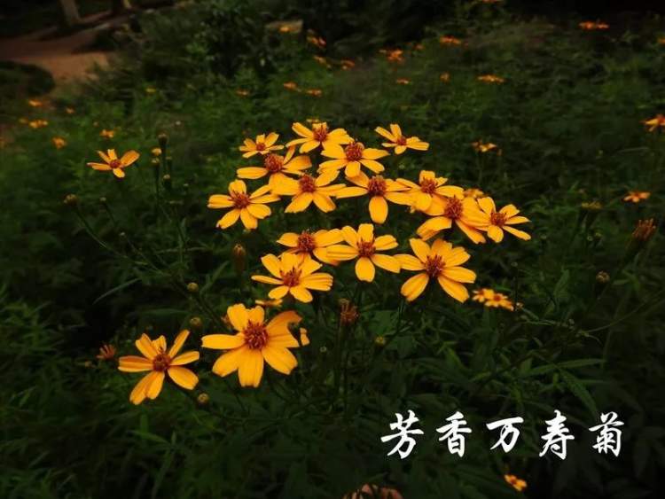 芳香万寿菊