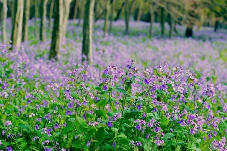 云赏花之共青森林公园 二月兰 紫色精灵 花开成海 周到上海