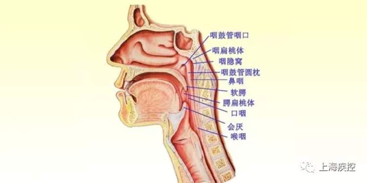咽部