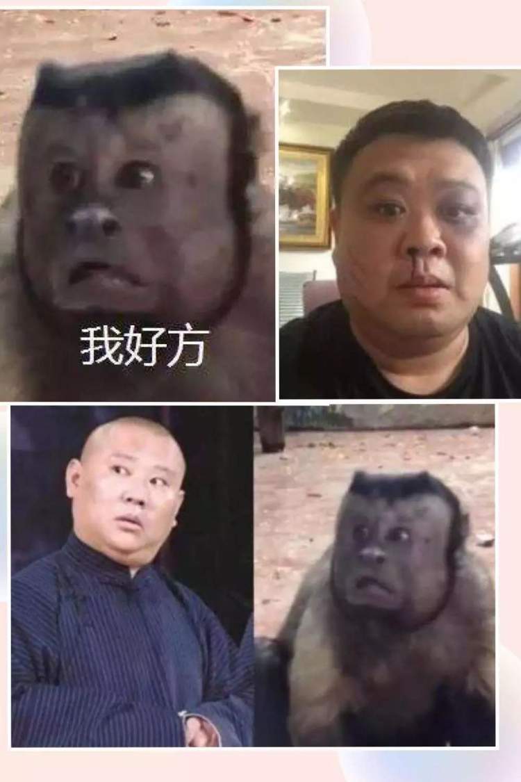 人脸猴子表情包图片