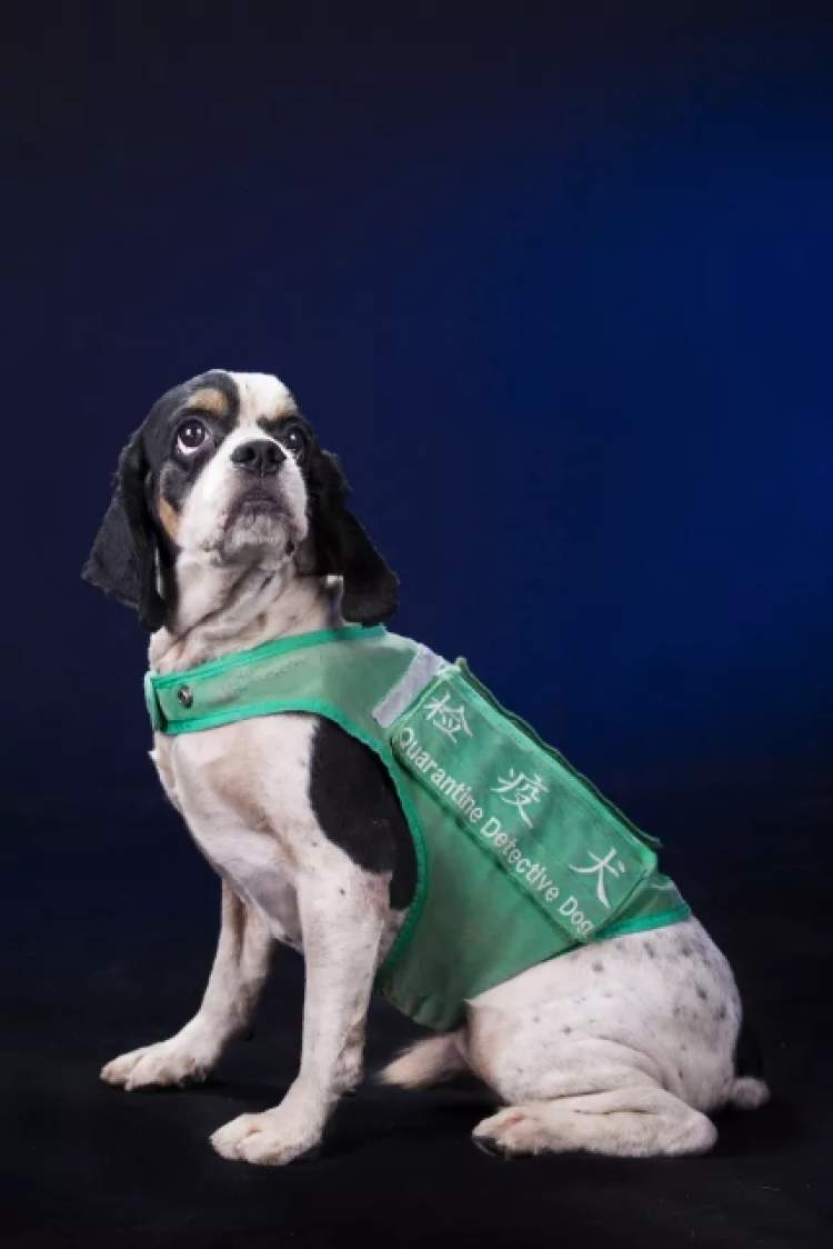 五星级检疫犬"四眼"在上海科技馆退役,你符合领养条件吗?