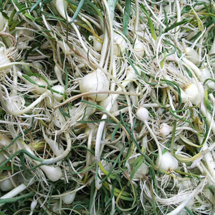 不过周到君最喜欢菊花脑蛋汤的滋味,清润微苦,喝下一大碗,无比清新