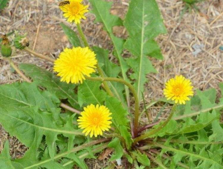 送你一份新奇吃草指南