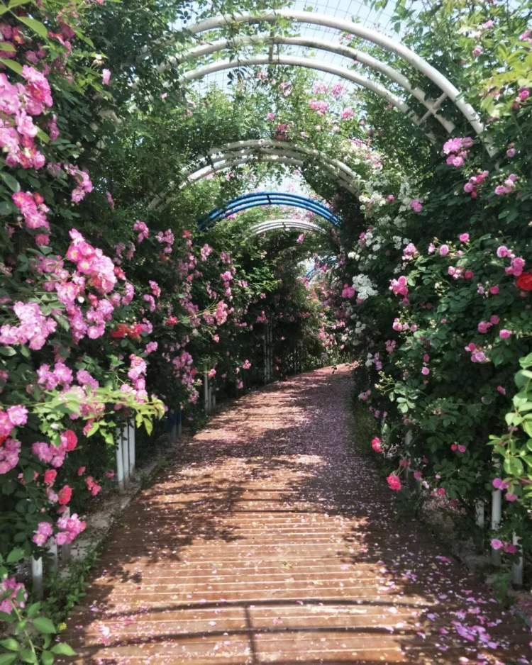 崇明海上花岛不仅仅有花看还能品花糕住花园民宿