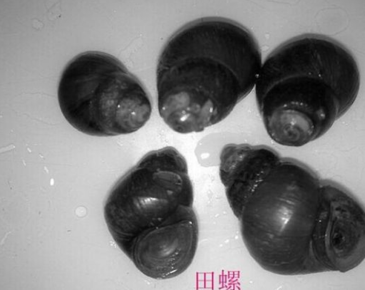 福寿螺"入侵"上海水域,市民千万不要乱吃!