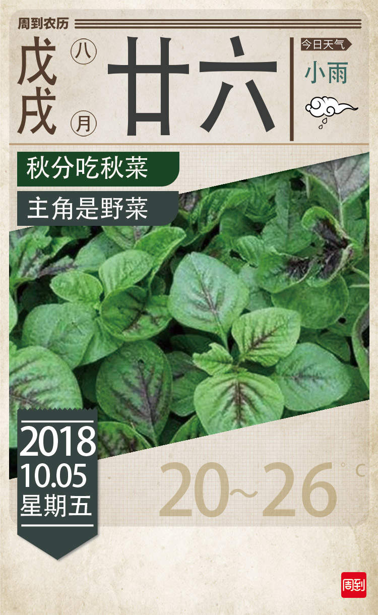 秋分吃秋菜 主角是野菜