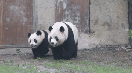 上海野生动物园现在有8头熊猫同时展出爱滚滚的你还在等什么