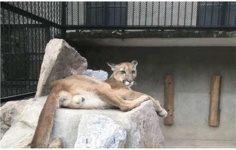 从小培养感情,上海动物园"大胆"决定:让一对美洲狮幼年就在同一个笼舍