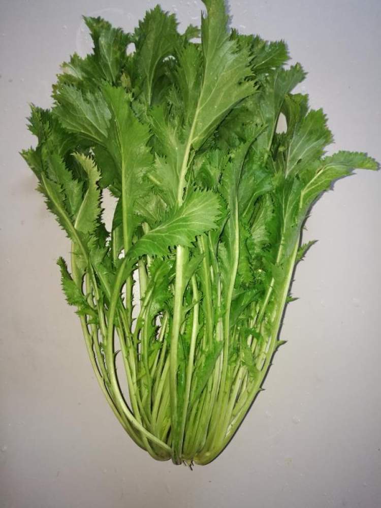 雪里红(雪里红和芥菜的区别)