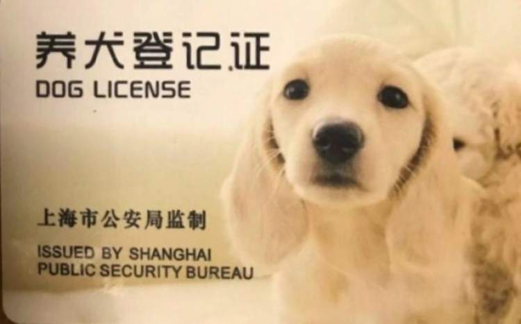 如何在上海文明养犬 怎样养狗不会被处罚 你想知道的都在这里了 周到上海