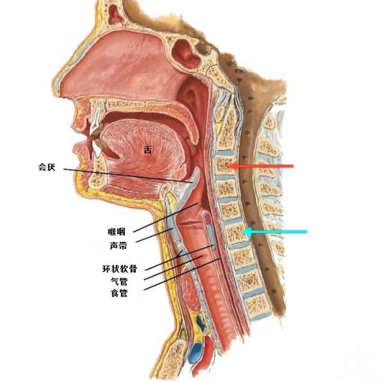 咽喉图片构造图解图片