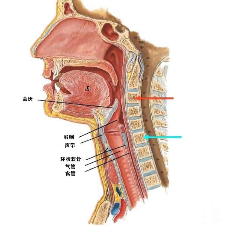嗓子部位图解图片