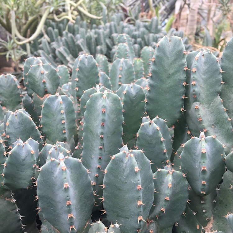 比树脂大戟更辣的植物图片