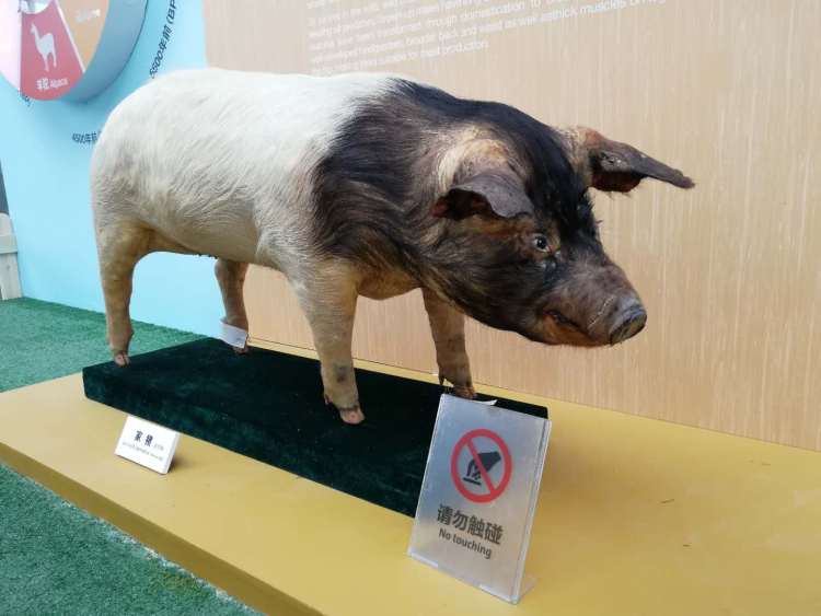 观众可以通过栩栩如生的标本对比和生动形象的动画,了解猪被驯化的