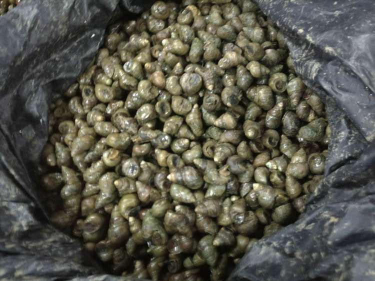 吃货们,螺丝要吃青壳螺丝,且清明前食用