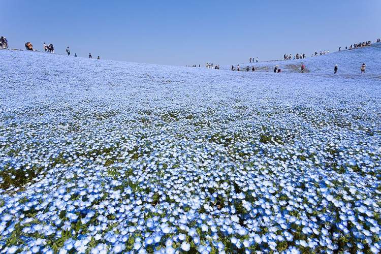 蓝色三角blue樱花图片