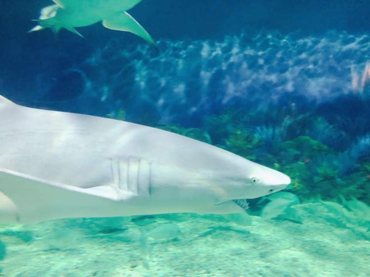 还未踏进园区大门,入口处的三只虎鲸模型和一个形如海王三叉神戟的