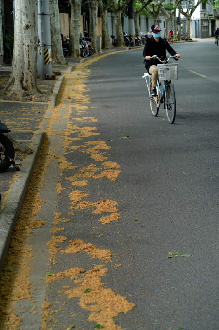 申城梧桐毛絮四处飞 环卫工两小时扫一车