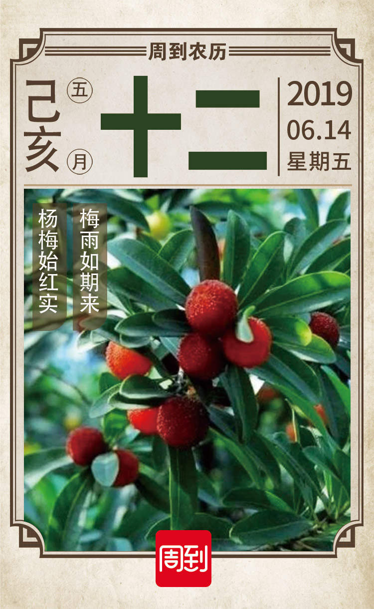 农历中国 | 五月十二 · 杨梅上市