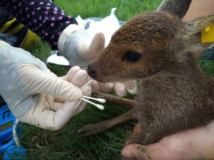 上海动物园新生4只獐宝宝亲自哺育幸运游客可以看到喂奶的温馨一幕