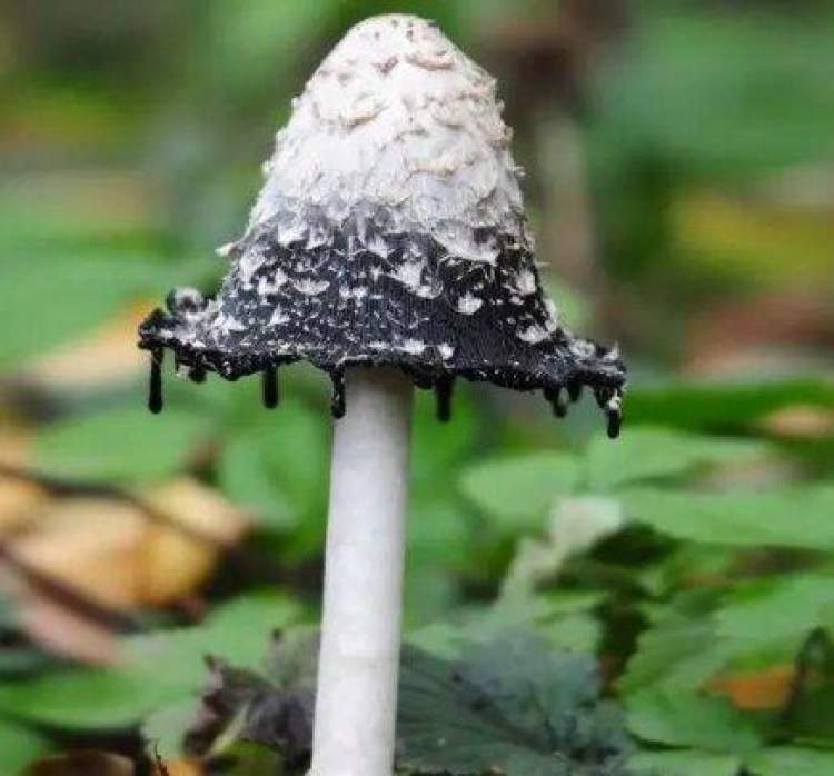 据悉,自然界的毒菌估计达1000种以上,我国至少有500种,上海地区估计